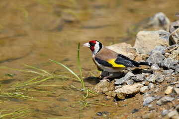 Stieglitz // European Goldfinch (Carduelis carduelis)