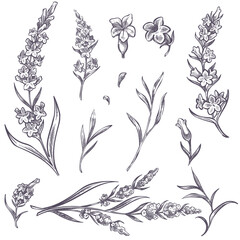 Lavender flower branches and blooming sketches