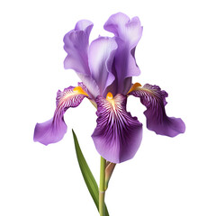 iris flower isolated on white png transparent 