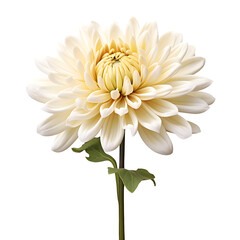 Yellow chrysanthemum flower isolated on white png transparent background