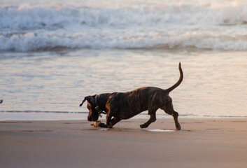 Perro jugando en la playa durante la puesta del sol, Zarauz