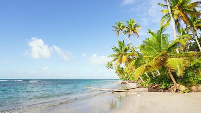 Marine Hawaiian beach with tall palm trees on white sand. Concept of summer vacation and vacation for tourism. Inspirational tropical landscape. Calm relaxing beach, tropical landscaping.