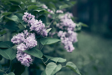 The branches of the double lilac blossomed in full bloom of the petals of purple spring flowers among the leaves of a shrub in a flower garden in nature. High quality photo