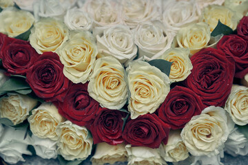Close-up of beautiful rose buds in a row with space to copy. Background of white and red roses. High quality photo