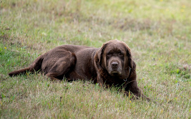 English Labrador Retriever