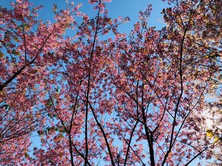 Pink cherry blossom