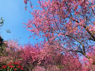 Pink cherry blossom