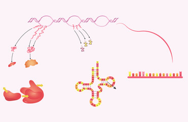 nucleic acid protein synthesis DNA sequencing living structure