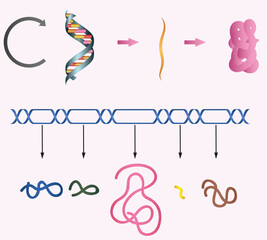 nucleic acid protein synthesis DNA sequencing living structure
