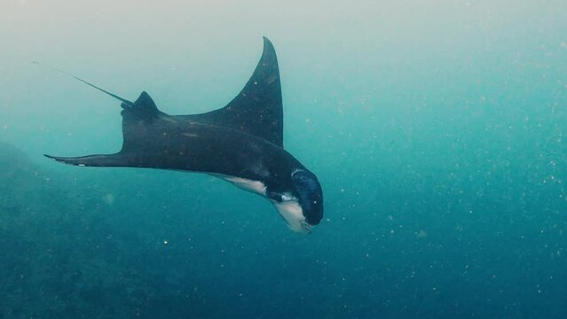 Giant oceanic manta ray or Mobula birostris slowly swims underwater