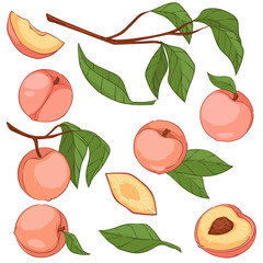 Obraz premium Peaches or big apricots on tree branches vector