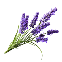 Poster Lavender isolated on white png transparent background © PNG STORE
