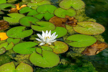 Water lily petal and leaves