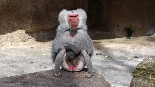 The hamadryas baboon sitting on a rock and looking around.  Papio hamadryas is a species of baboon
