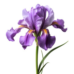 iris flower isolated on white png transparent background