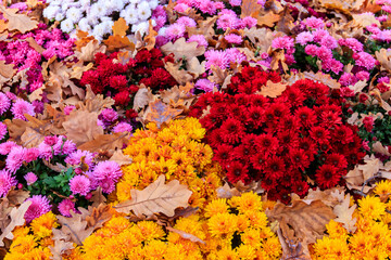 Background of the beautiful colorful chrysanthemum flowers