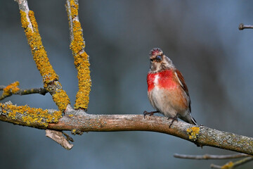Common linnet // Bluthänfling (Linaria cannabina)