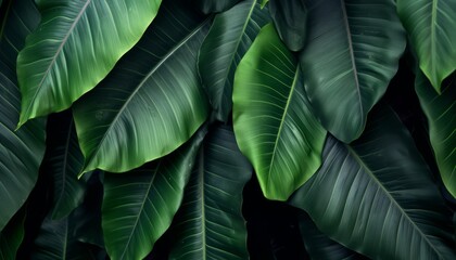 Abstract green tropical leaf’s texture, nature dark tone background, tropical leaf