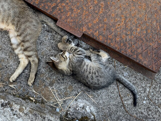 Homeless kitten plays with mama cat tail