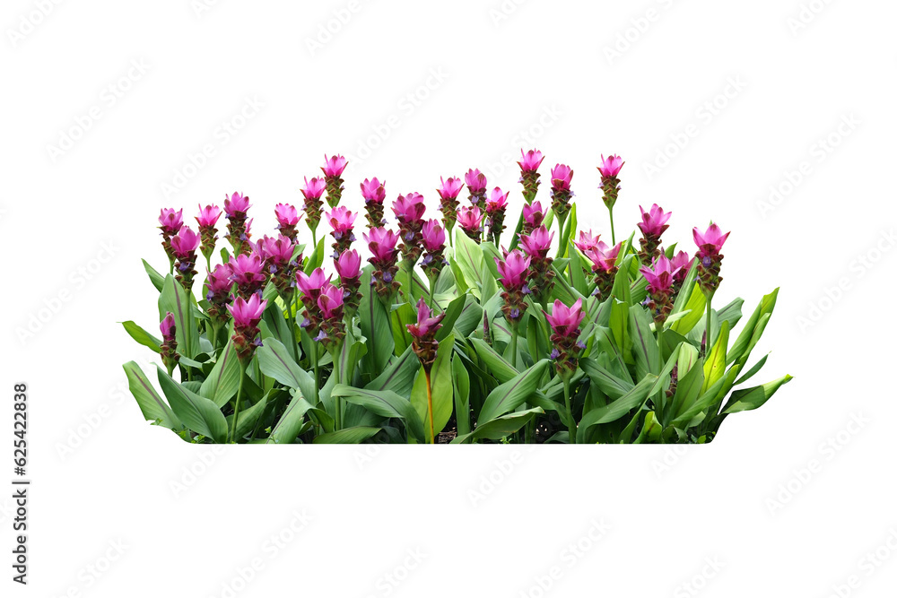 Wall mural pink flowers  isolated 