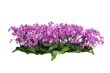 orchid flowers isolated
