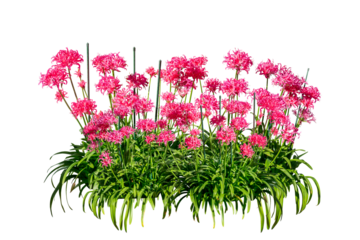 bouquet of pink flowers isolated