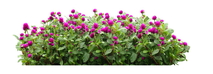 pink flowers isolated 