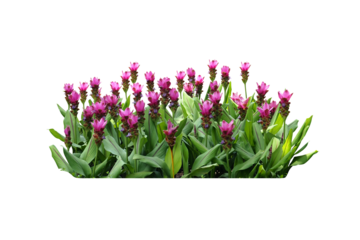 pink flowers  isolated 