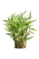 plant isolated background