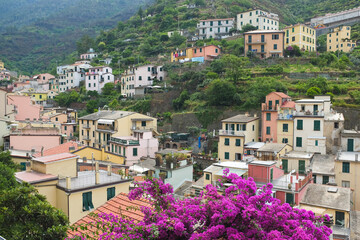 Cinque Terre, Italy - view of colorful houses and Bougainvillea in Riomaggiore, a seaside town on the Italian Riviera. Summer travel vacation background. Postcard from Europe. Italian architecture.