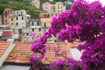 Fototapeta na wymiar Cinque Terre, Italy - blurred view of colorful houses from Bougainvillea in Riomaggiore, a seaside town on the Italian Riviera. Summer travel vacation background. Postcard from Europe.