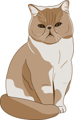 cute sitting white and brown flat face Persian fat cat clipart illustration