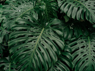 Naklejka na ściany i meble large tropical green Monstera leaves