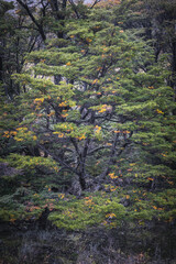 autumn forest in perito moreno national park