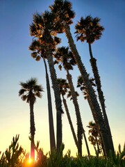 The Palm Trees Are On Fire With Sunlight