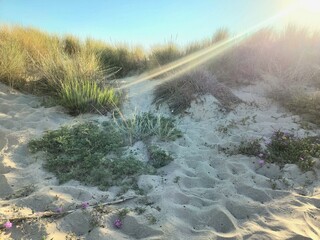 Plant Covered Dunes in Sunset