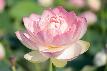 Pink lotus at Kenilworth Aquatic Garden in Washington, D.C.