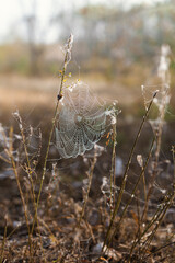 A spider web clearly defined in the autumn