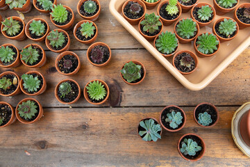 Obraz na płótnie Canvas Succulents in tiny pots on a picnic table