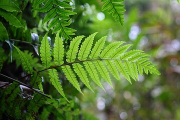 fern leaf in the forest