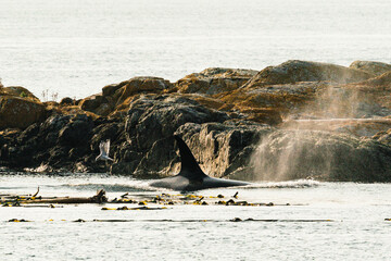 Side view of a Bigg's Killer Whale swimming through a kelp forest © Cavan