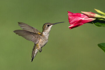 Fototapeta na wymiar A Ruby-throated Hummingbird Gathering Nectar (Female)