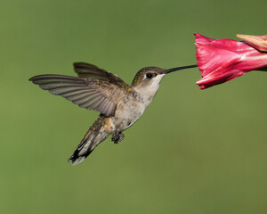 Fototapeta na wymiar A Ruby-throated Hummingbird Gathering Nectar (Female)