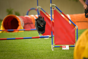 Dog is jumping over the hurdles.  Amazing day on czech agility privat training