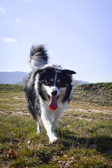 Obraz premium Border collie is running on the field. He is so crazy dog on trip.