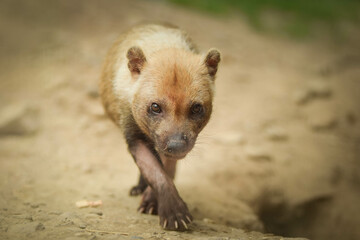 Forest dog in the habitat in czech zoo. Forest dog is animal in captivity