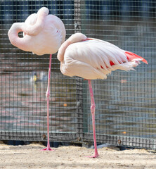 Flamingo in a cage at the zoo, closeup of photo