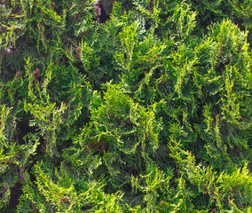 Green branches of coniferous plant Thuja. Background