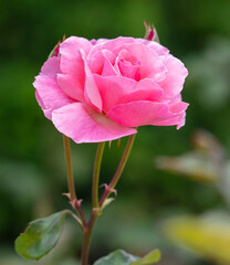 Pink rose in the park in nature
