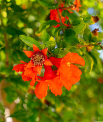 Red flowers on a pomegranate tree. Nature